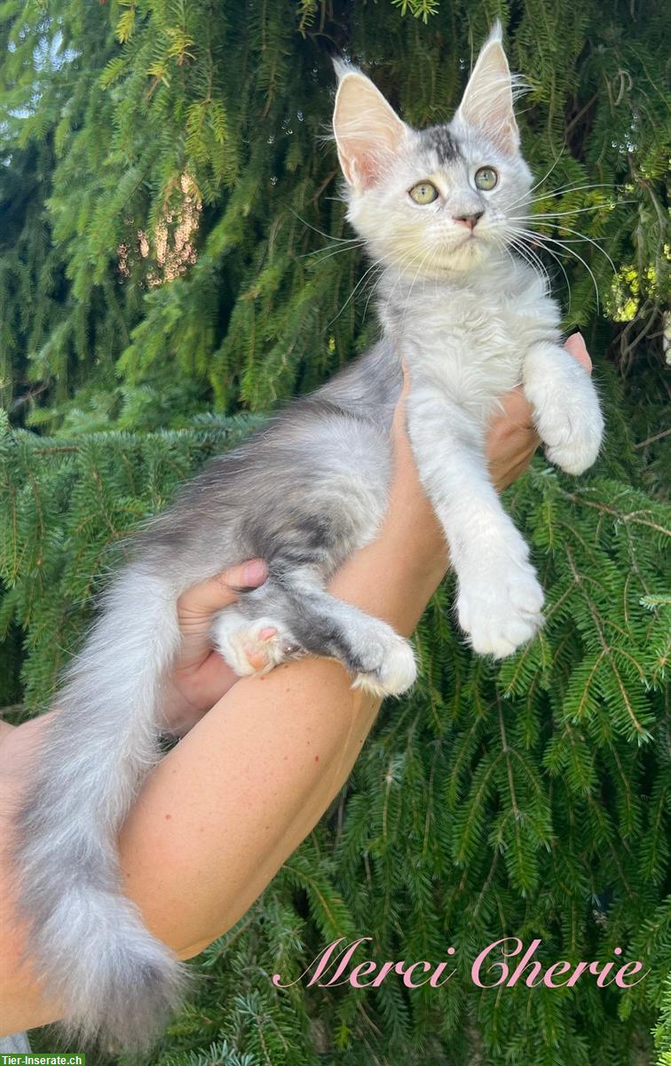 Bild 2: Typvolle Maine Coon Kitten mit Stammbaum
