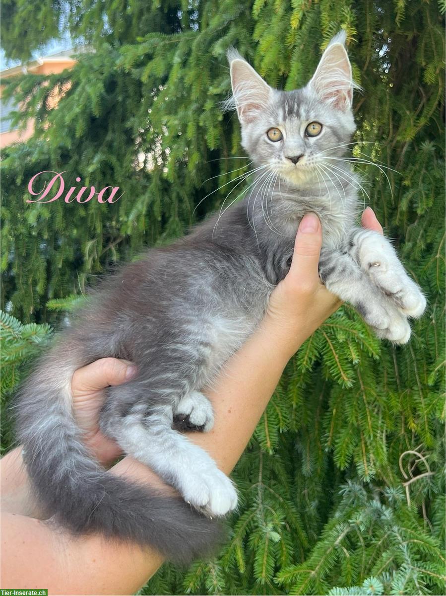 Bild 3: Typvolle Maine Coon Kitten mit Stammbaum