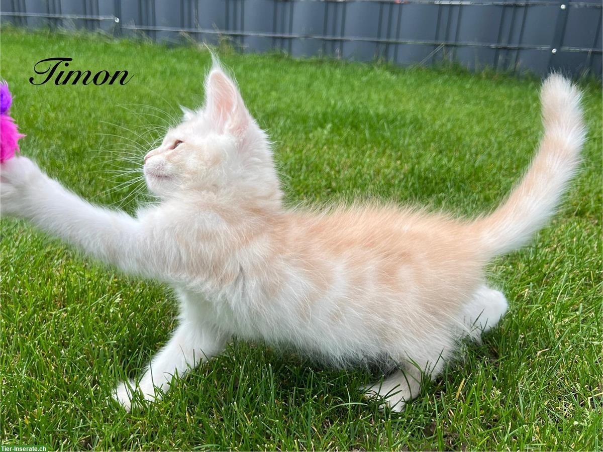 Bild 4: Typvolle Maine Coon Kitten mit Stammbaum