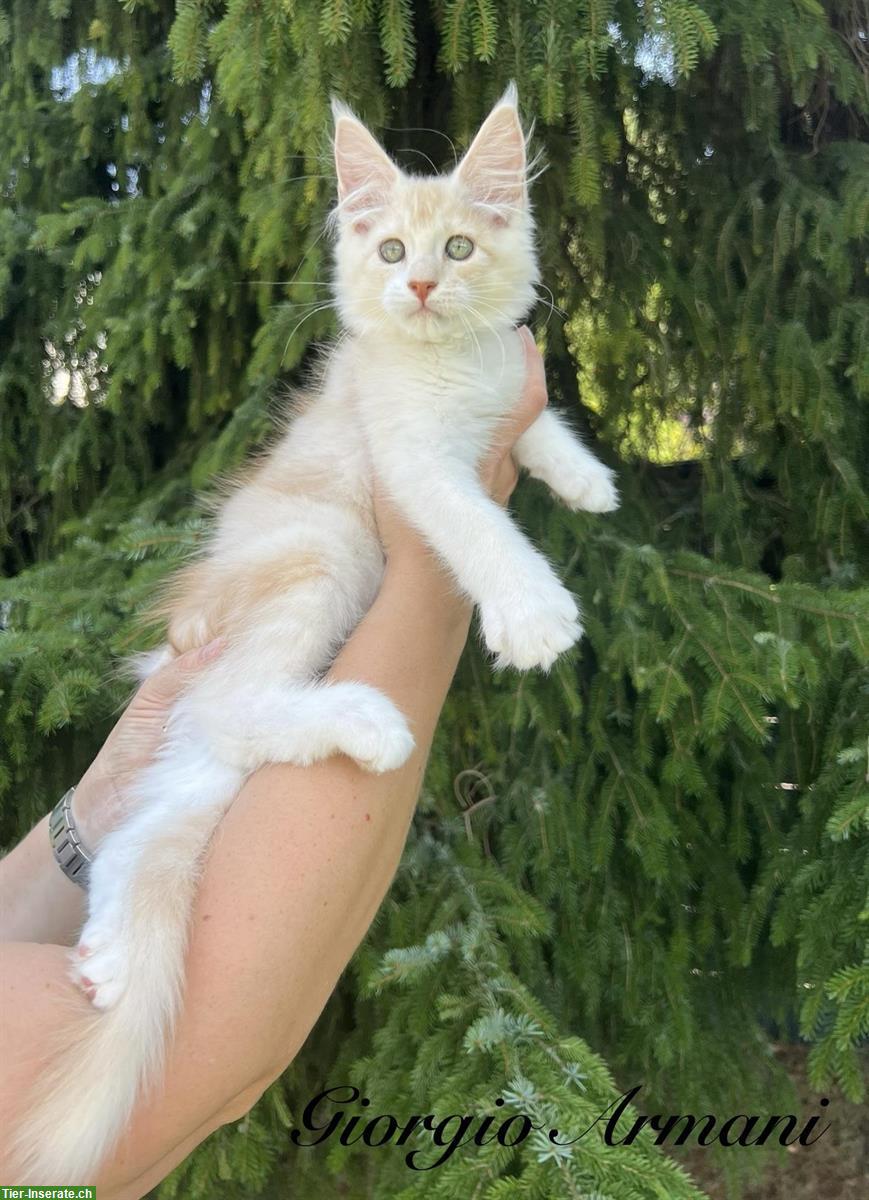 Bild 5: Typvolle Maine Coon Kitten mit Stammbaum