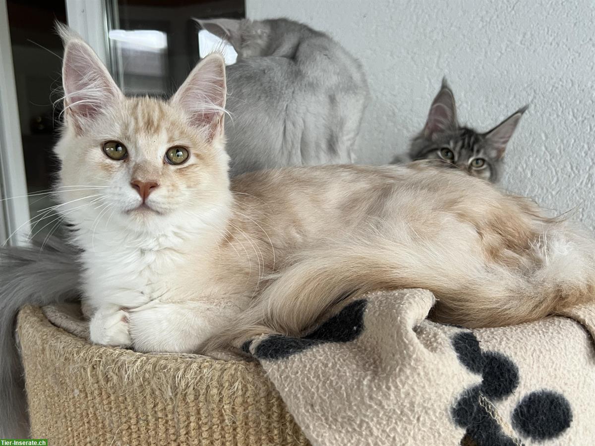 Bild 6: Typvolle Maine Coon Kitten mit Stammbaum