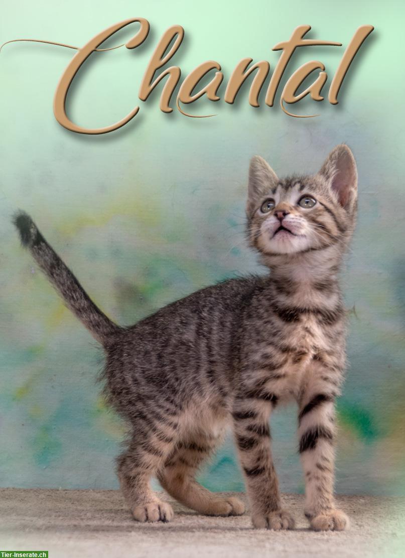 Kätzin Chantal, ein zuckersüßes Katzenkind!
