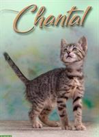 Kätzin Chantal, ein zuckersüßes Katzenkind!