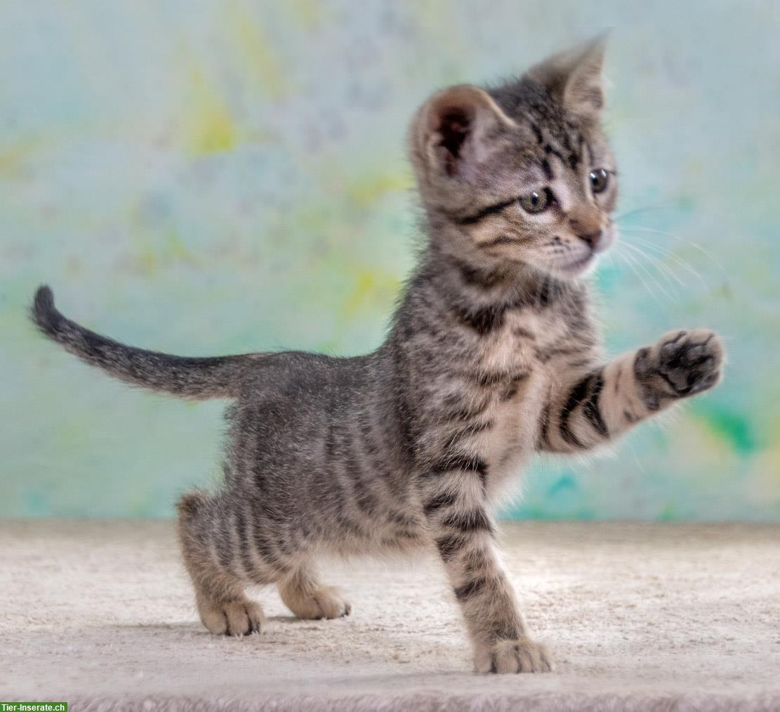 Bild 4: Kätzin Chantal, ein zuckersüßes Katzenkind!