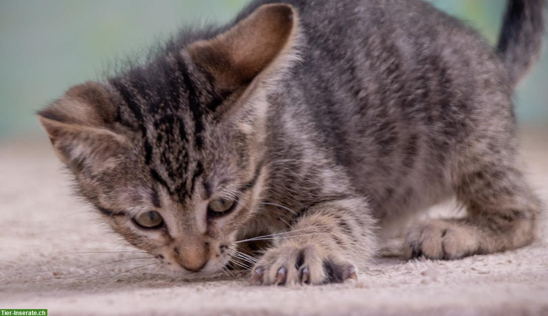 Bild 5: Kätzin Chantal, ein zuckersüßes Katzenkind!