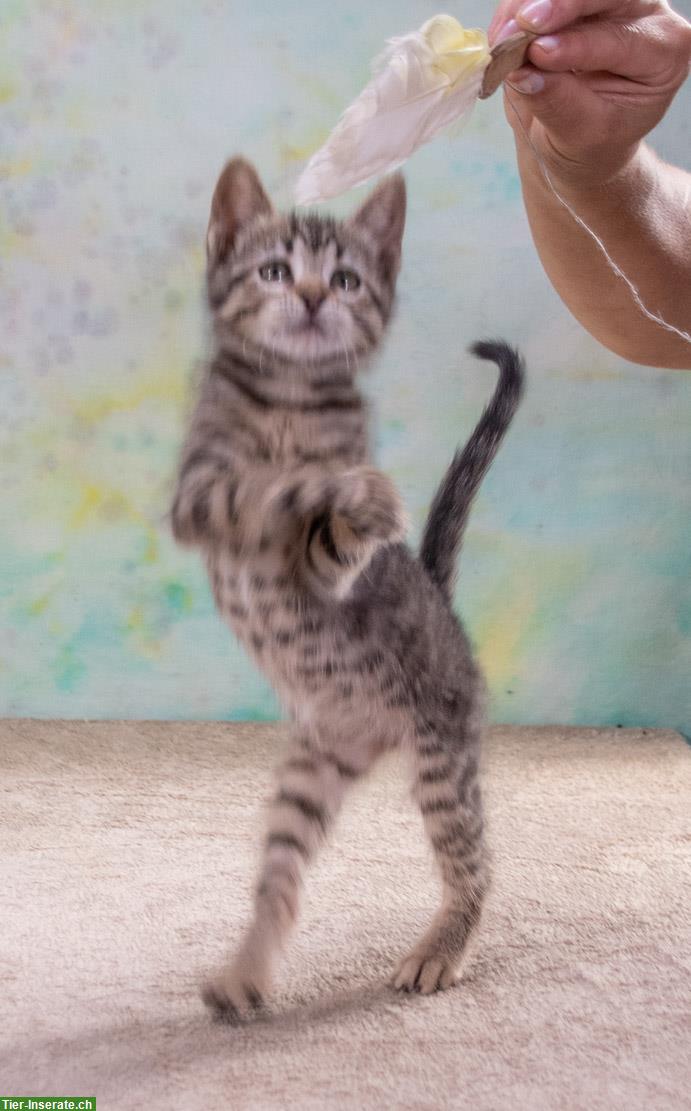 Bild 6: Kätzin Chantal, ein zuckersüßes Katzenkind!