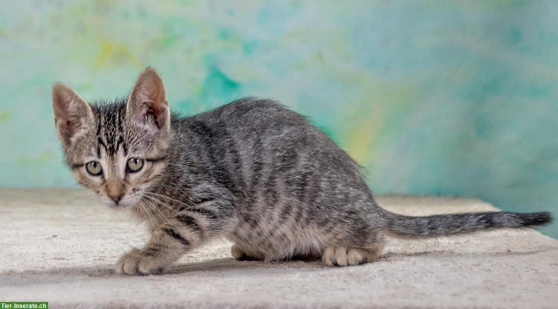 Bild 7: Kätzin Chantal, ein zuckersüßes Katzenkind!