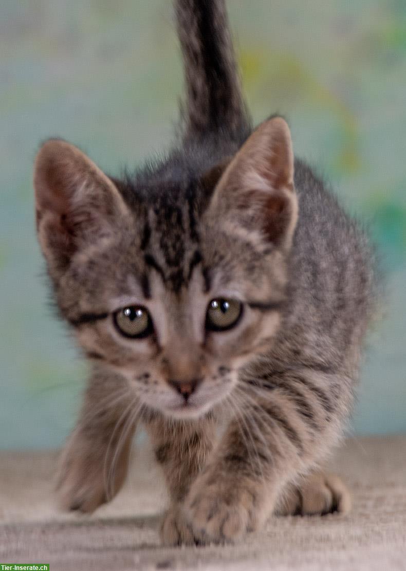 Bild 8: Kätzin Chantal, ein zuckersüßes Katzenkind!