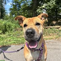 Meret, Sharpei-Mix Hündin, sehr verschmust