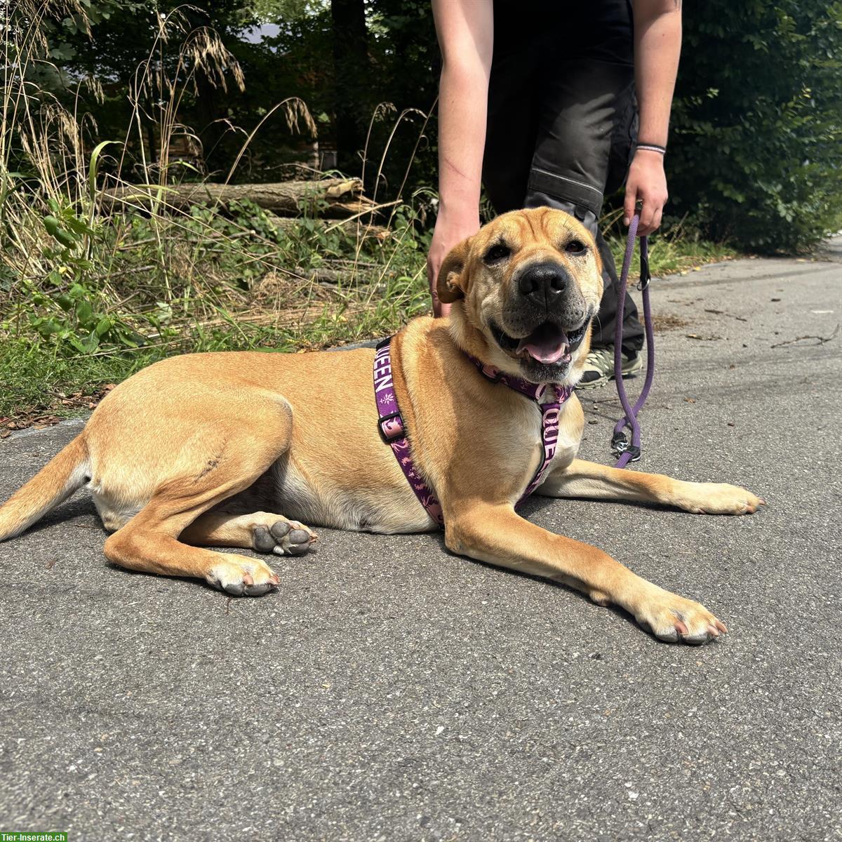 Bild 3: Meret, Sharpei-Mix Hündin, sehr verschmust