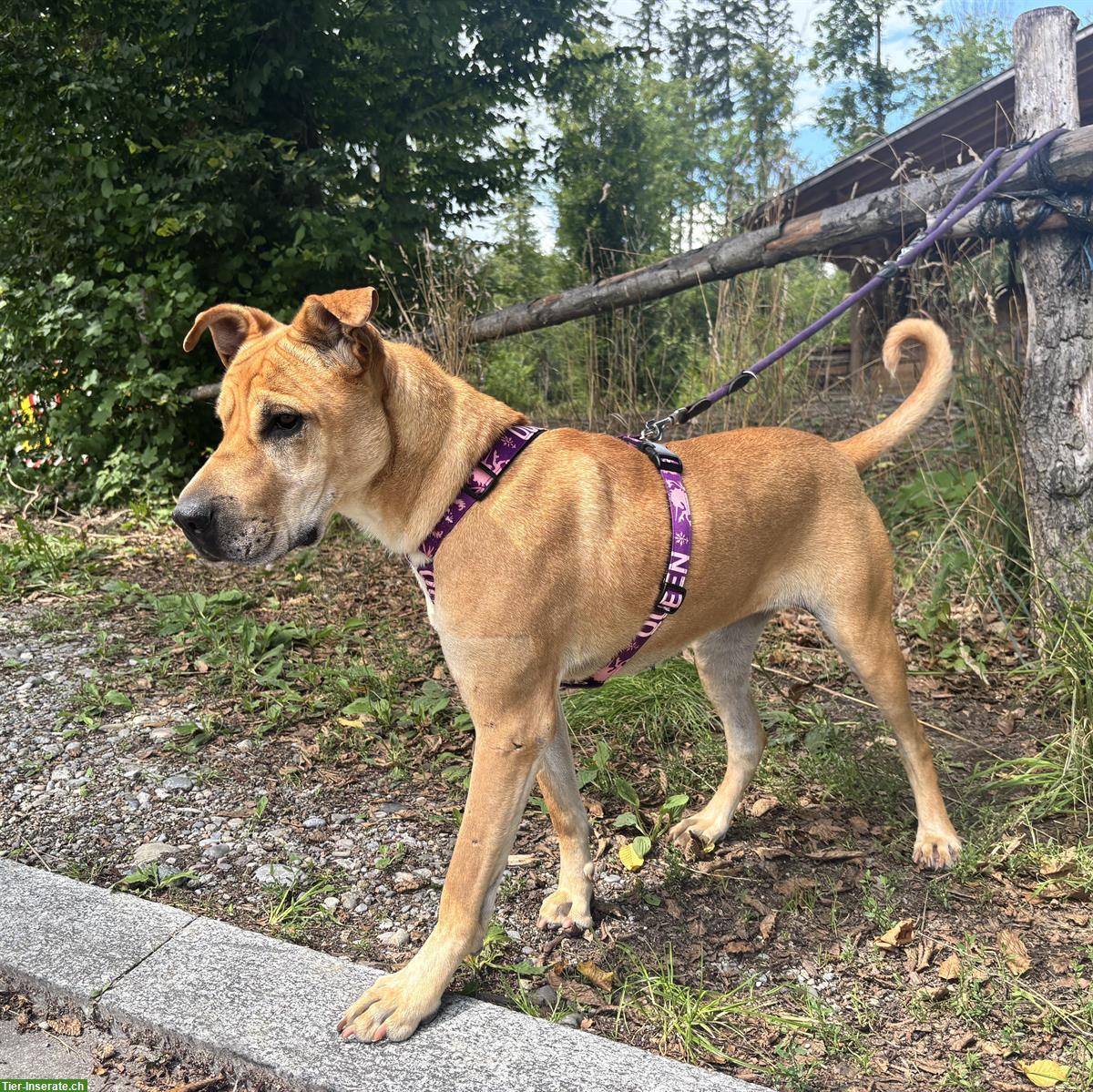 Bild 5: Meret, Sharpei-Mix Hündin, sehr verschmust