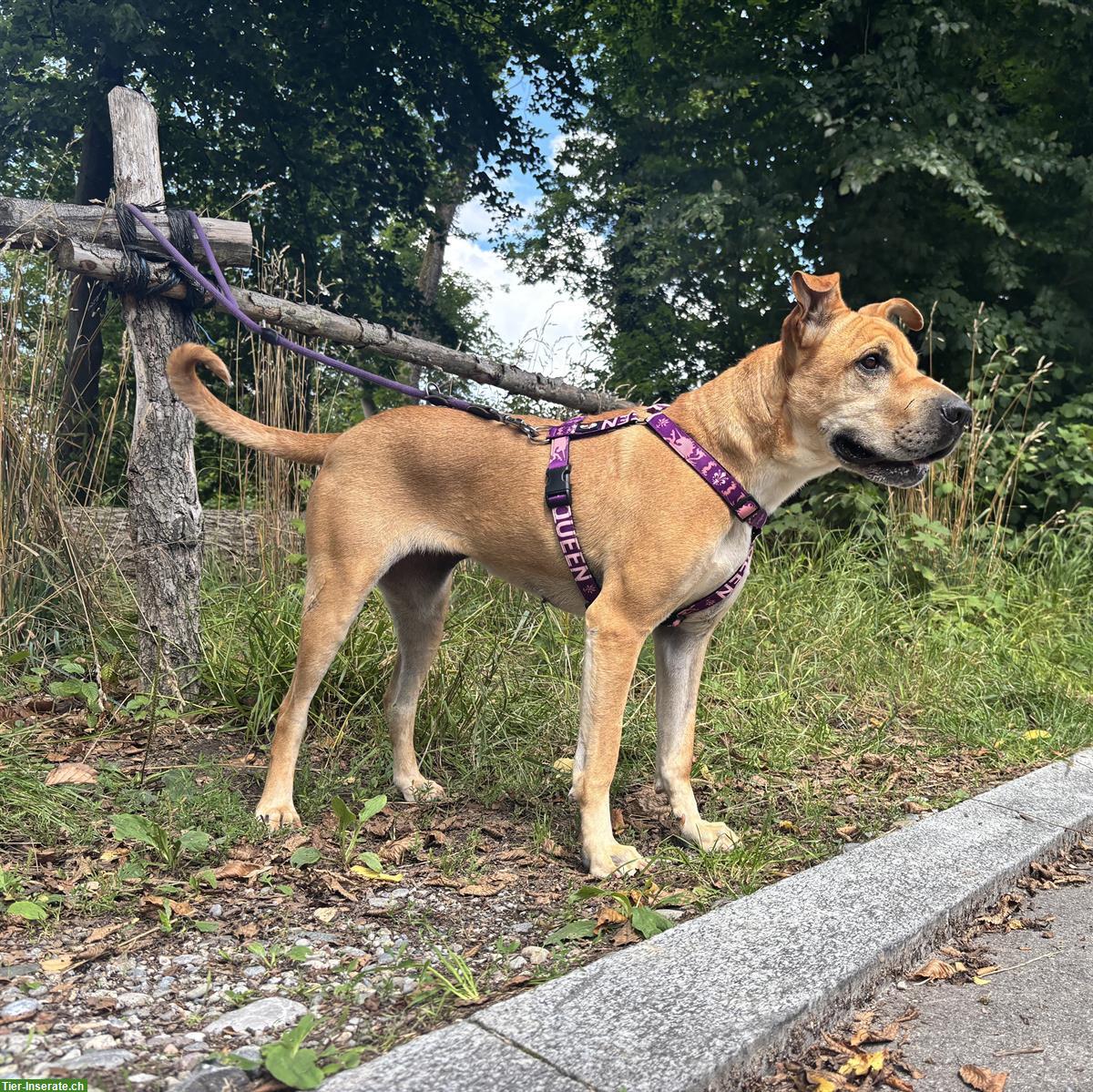 Bild 6: Meret, Sharpei-Mix Hündin, sehr verschmust