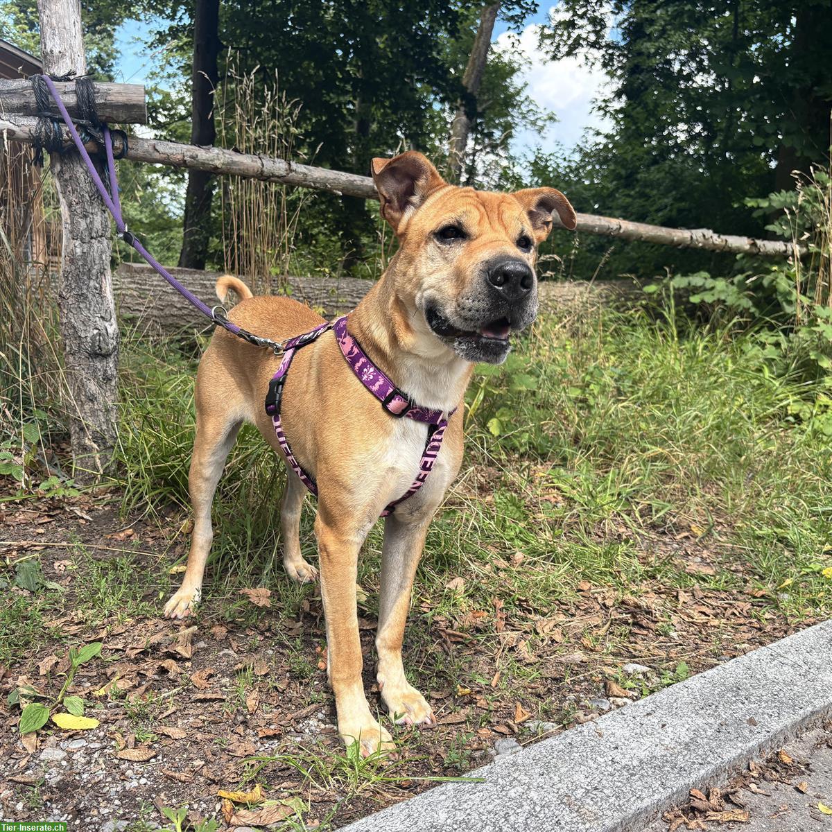 Bild 7: Meret, Sharpei-Mix Hündin, sehr verschmust
