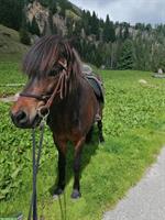 Biete Reitbeteiligung in Scharans