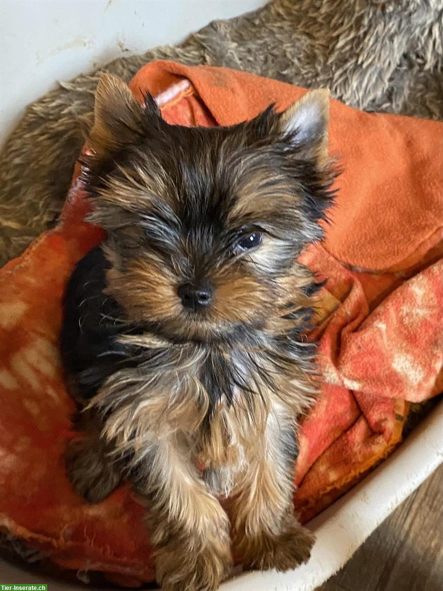 Junger Yorkshire Terrier Welpe, weiblich mit SKG Stammbaum