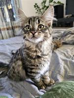 3 Babykatzen stubenrein suchen ein Zuhause