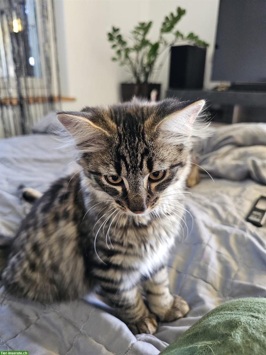 Bild 2: 3 Babykatzen stubenrein suchen ein Zuhause