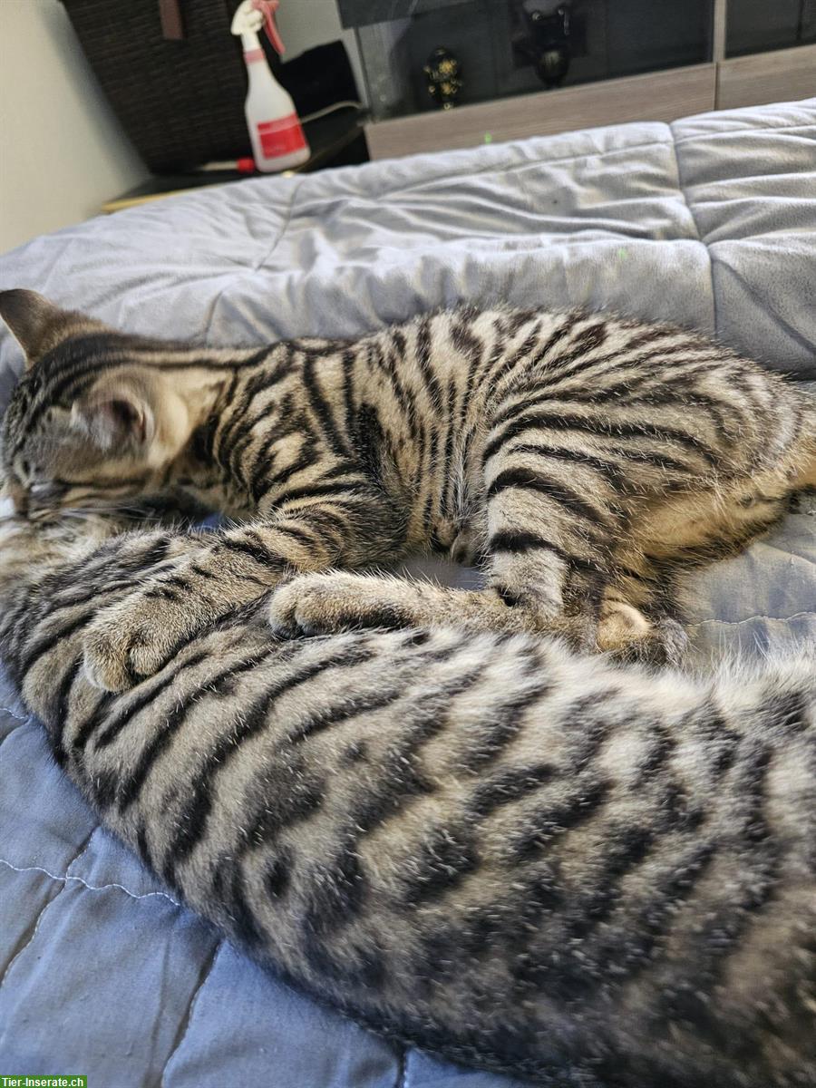 Bild 3: 3 Babykatzen stubenrein suchen ein Zuhause
