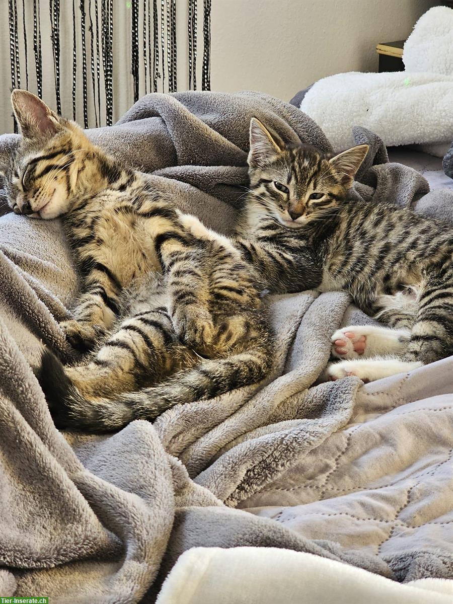 Bild 5: 3 Babykatzen stubenrein suchen ein Zuhause