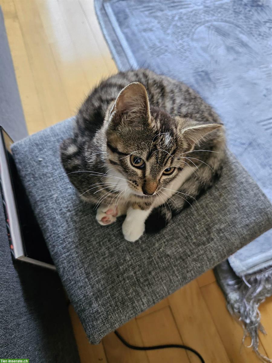 Bild 6: 3 Babykatzen stubenrein suchen ein Zuhause