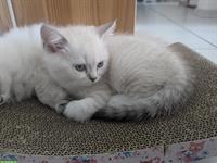 BLH / BKH Katzen Babys zum Verkauf