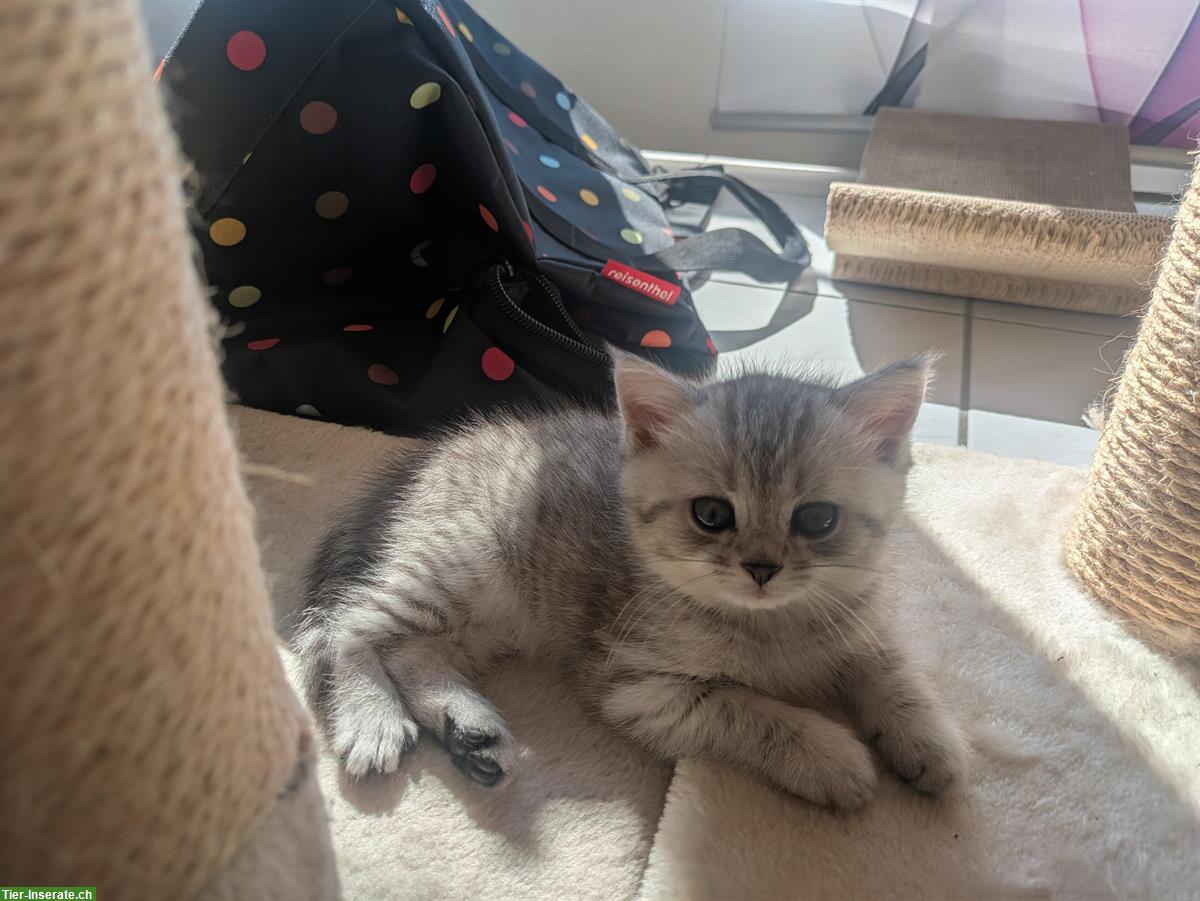 Bild 2: BLH / BKH Katzen Babys zum Verkauf