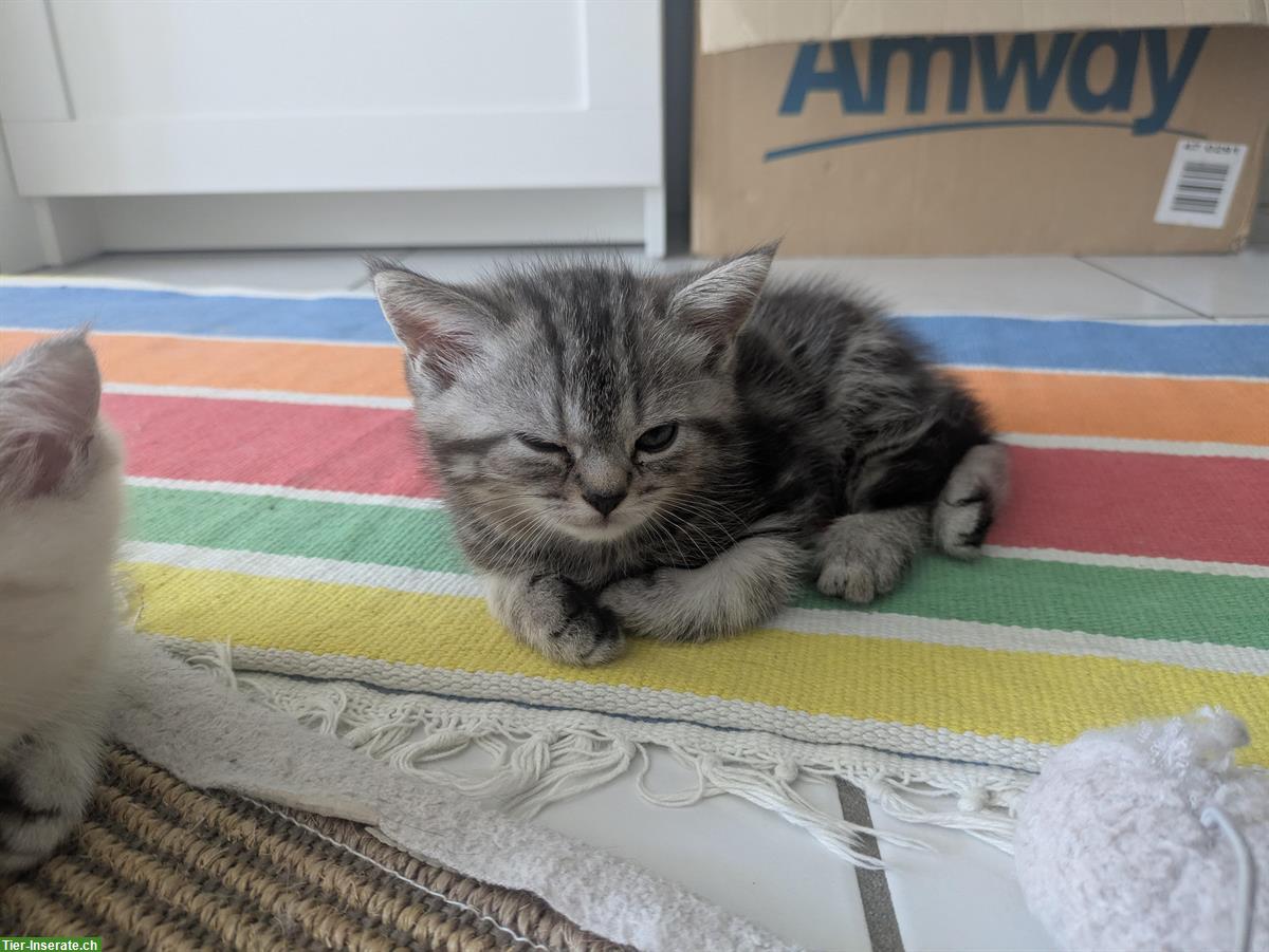 Bild 3: BLH / BKH Katzen Babys zum Verkauf
