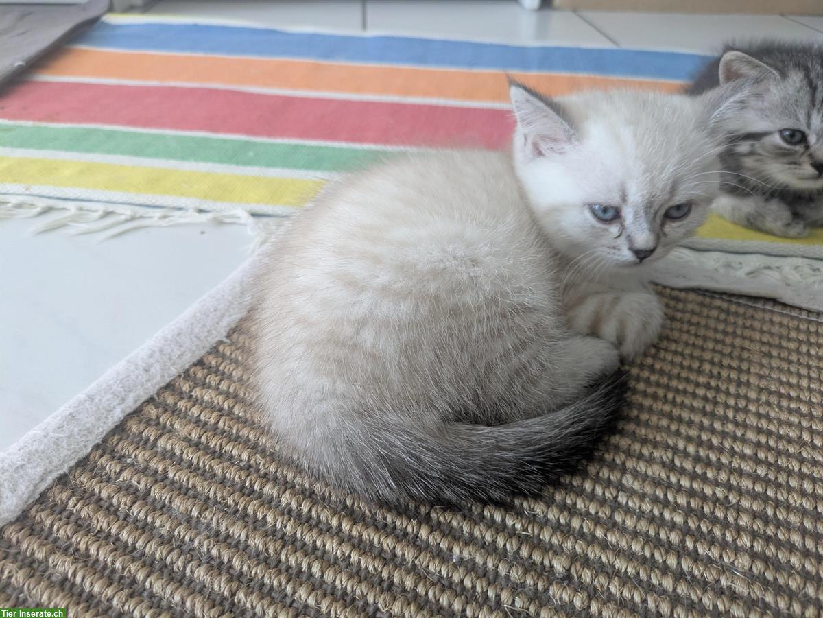 Bild 4: BLH / BKH Katzen Babys zum Verkauf