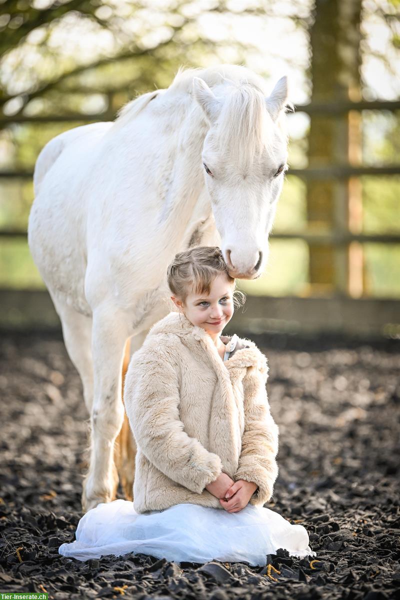 Welsh A Stute, 2018, Schimmel, vielseitiges Traum Pony