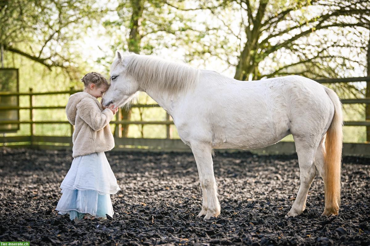 Bild 2: Welsh A Stute, 2018, Schimmel, vielseitiges Traum Pony