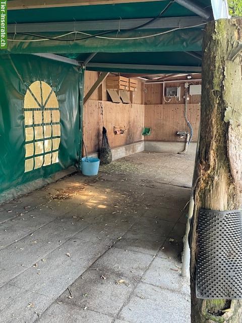 Bild 2: 3-Zimmer Wohnung mit Offenstall für Pony oder Kleinpferd