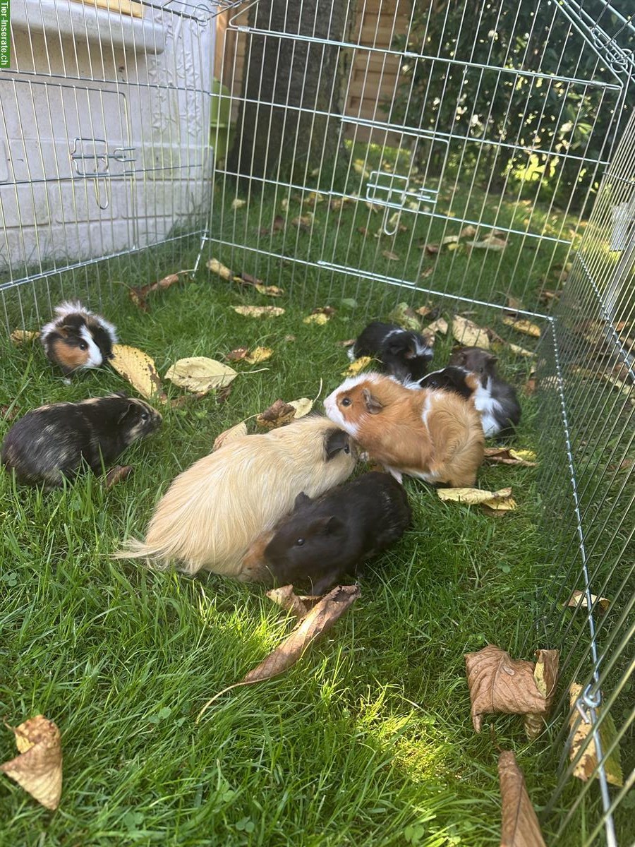 Junge Meerschweinchen abzugeben