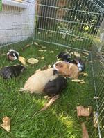 Junge Meerschweinchen abzugeben