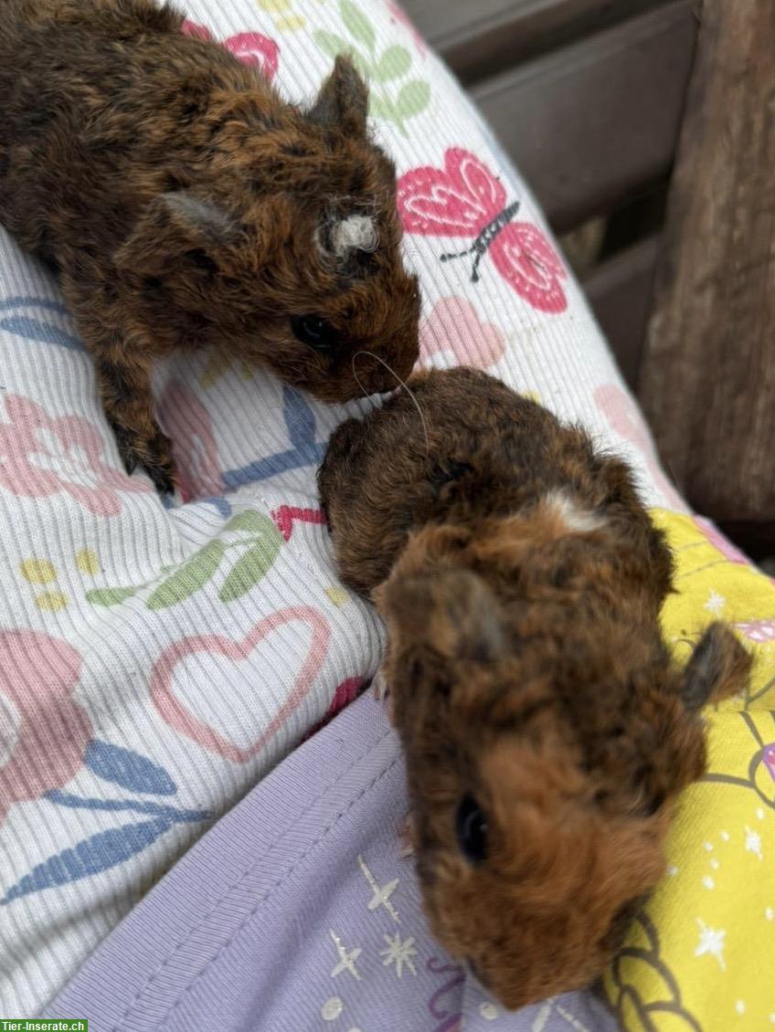 Bild 4: Junge Meerschweinchen abzugeben