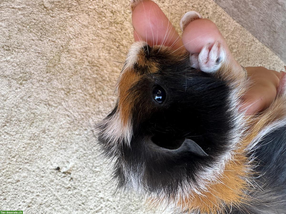 Bild 5: Junge Meerschweinchen abzugeben