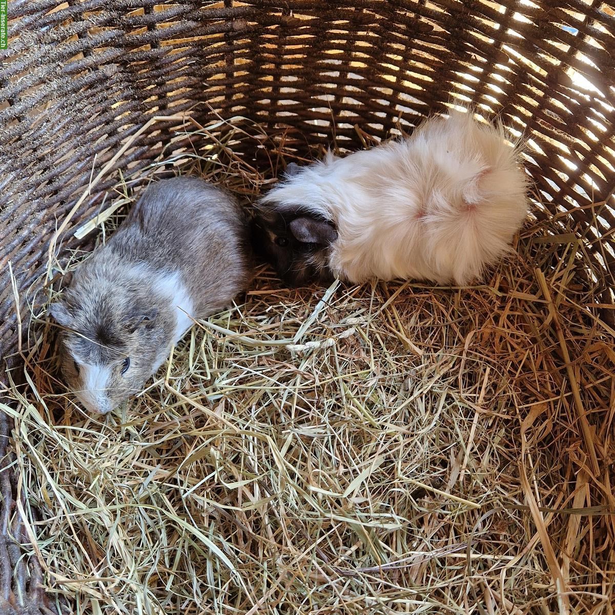 Bild 2: Junge Meerschweinchen zu verkaufen