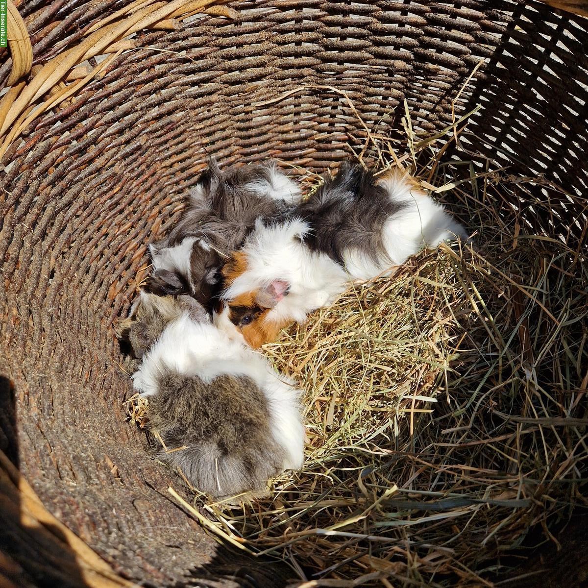 Bild 3: Junge Meerschweinchen zu verkaufen