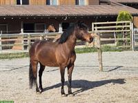 Traum Kinderpony Stute sucht ein neues Zuhause