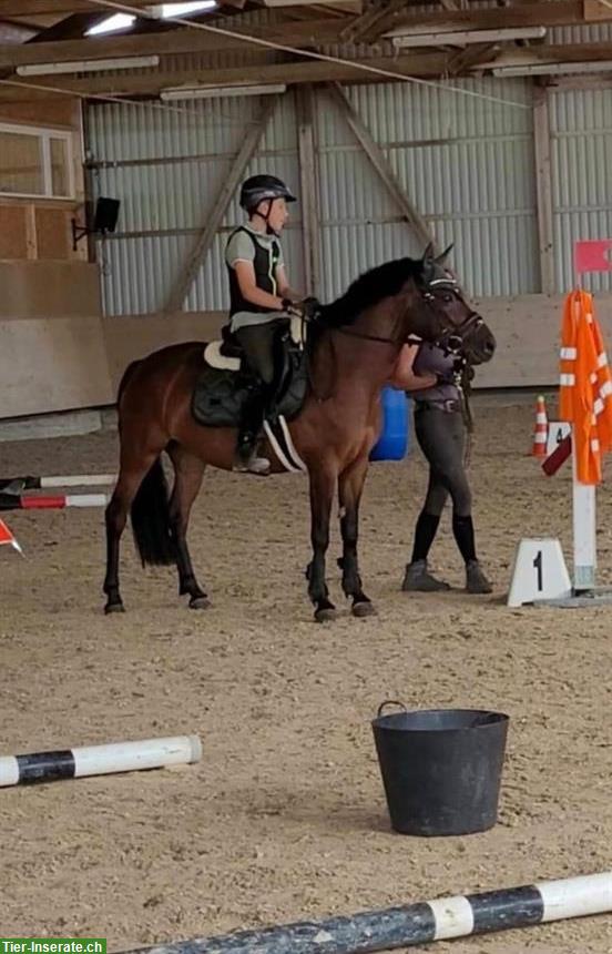 Bild 2: Traum Kinderpony Stute sucht ein neues Zuhause