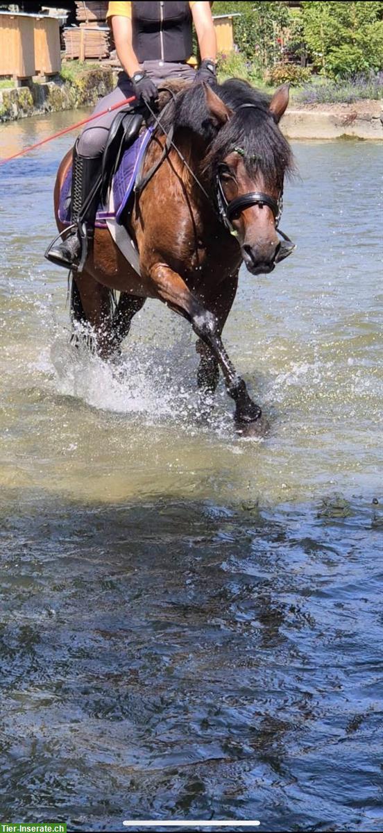 Bild 3: Traum Kinderpony Stute sucht ein neues Zuhause