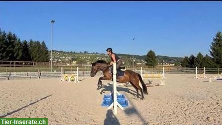 Bild 4: Traum Kinderpony Stute sucht ein neues Zuhause