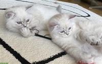 2 kleine Chinchilla-Perser suchen ihr Traumzuhause