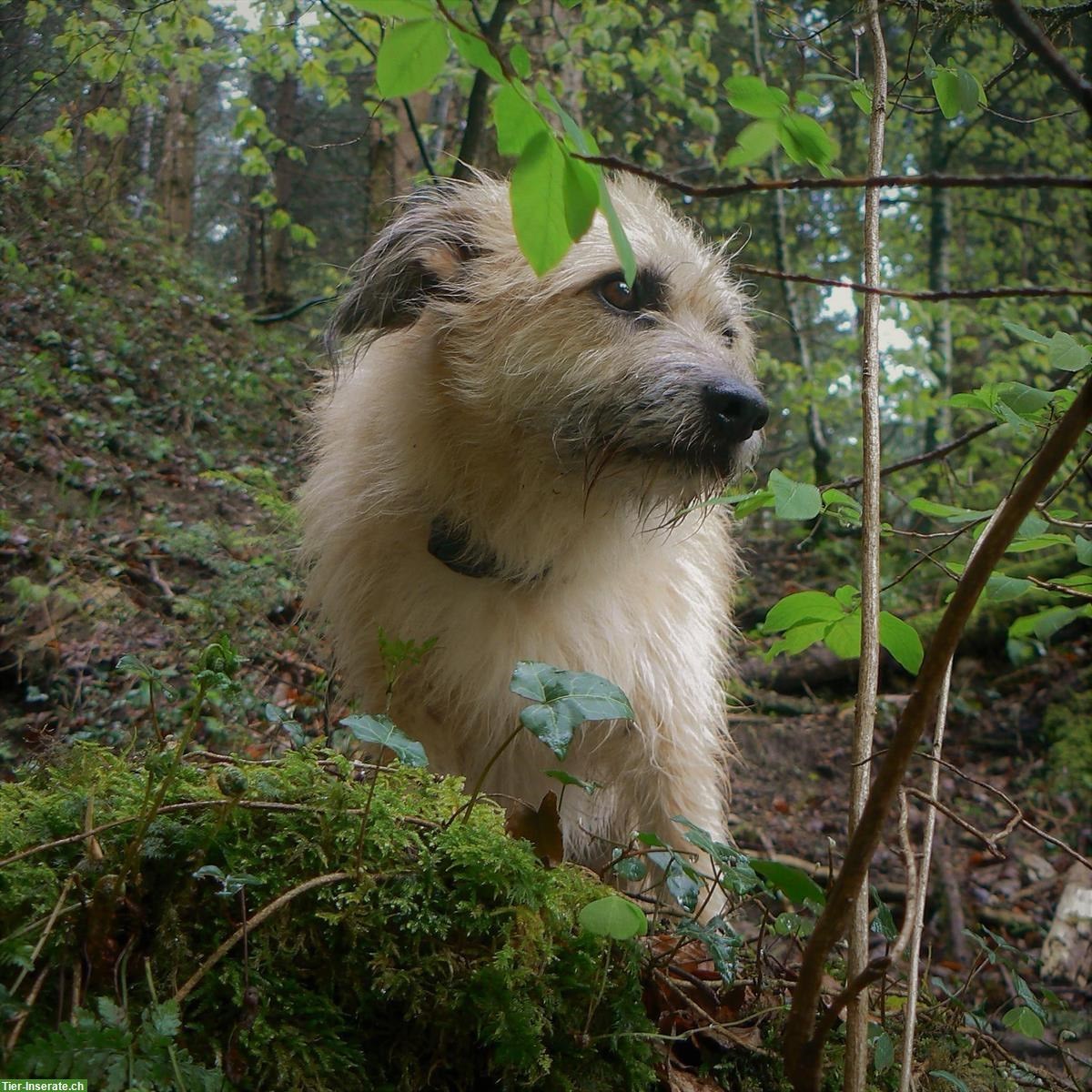 Hundefreunde gesucht, Raum Rickenbach bei Wil und Umkreis 20 km