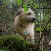 Hundefreunde gesucht, Raum Rickenbach bei Wil und Umkreis 20 km
