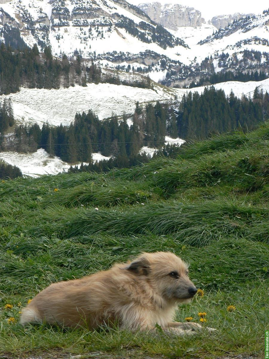 Bild 3: Hundefreunde gesucht, Raum Rickenbach bei Wil und Umkreis 20 km