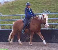 Hübsche Isländer Stute, 136cm zu verkaufen