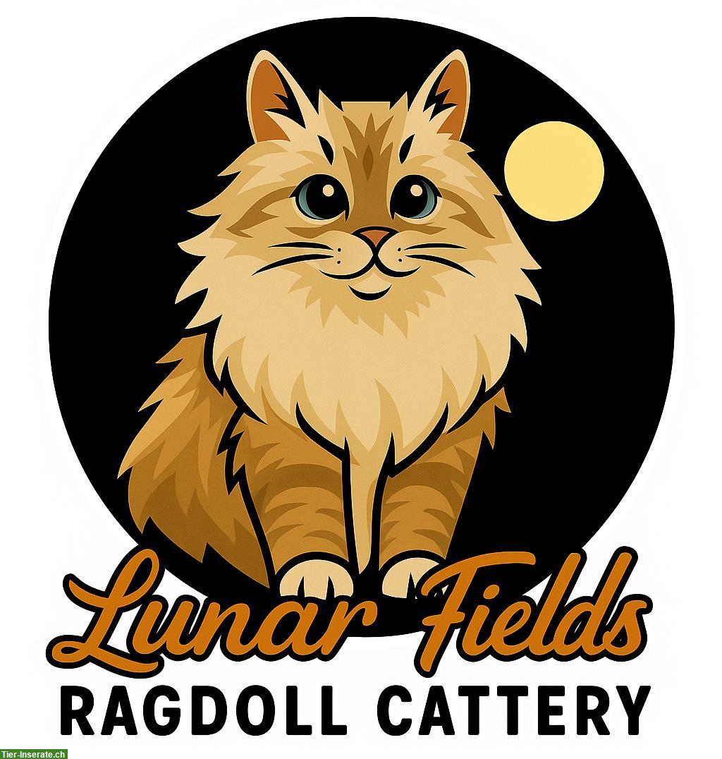 Ragdoll Kitten Seal Point mit Stammbaum