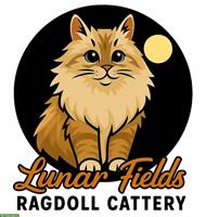 Ragdoll Kitten Seal Point mit Stammbaum