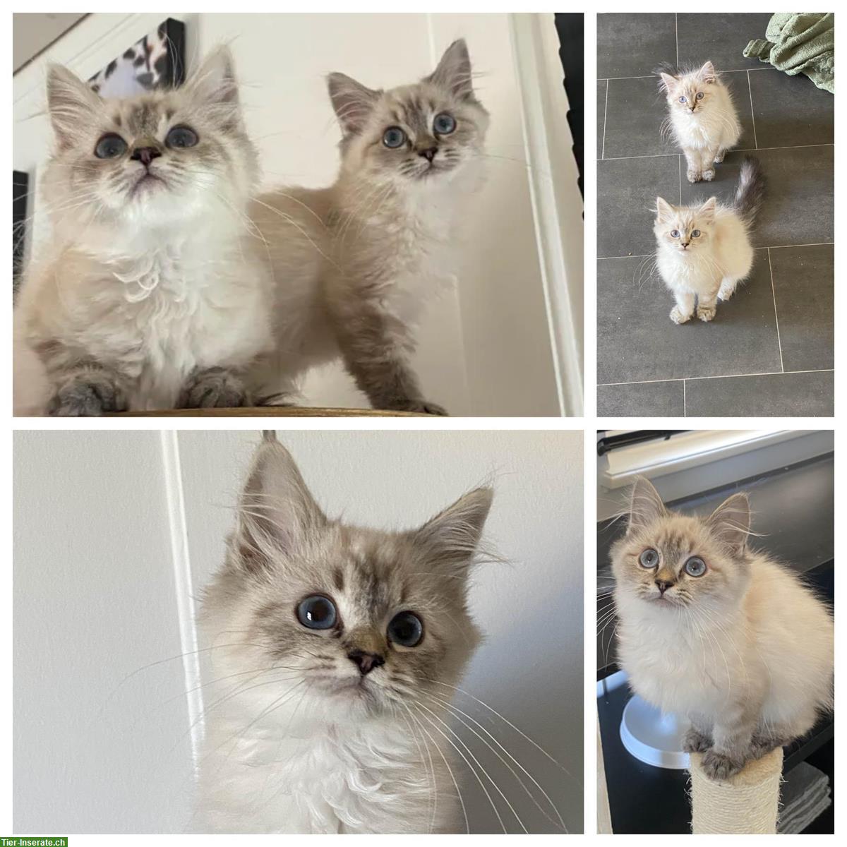 Bild 3: Ragdoll Kitten Seal Point mit Stammbaum
