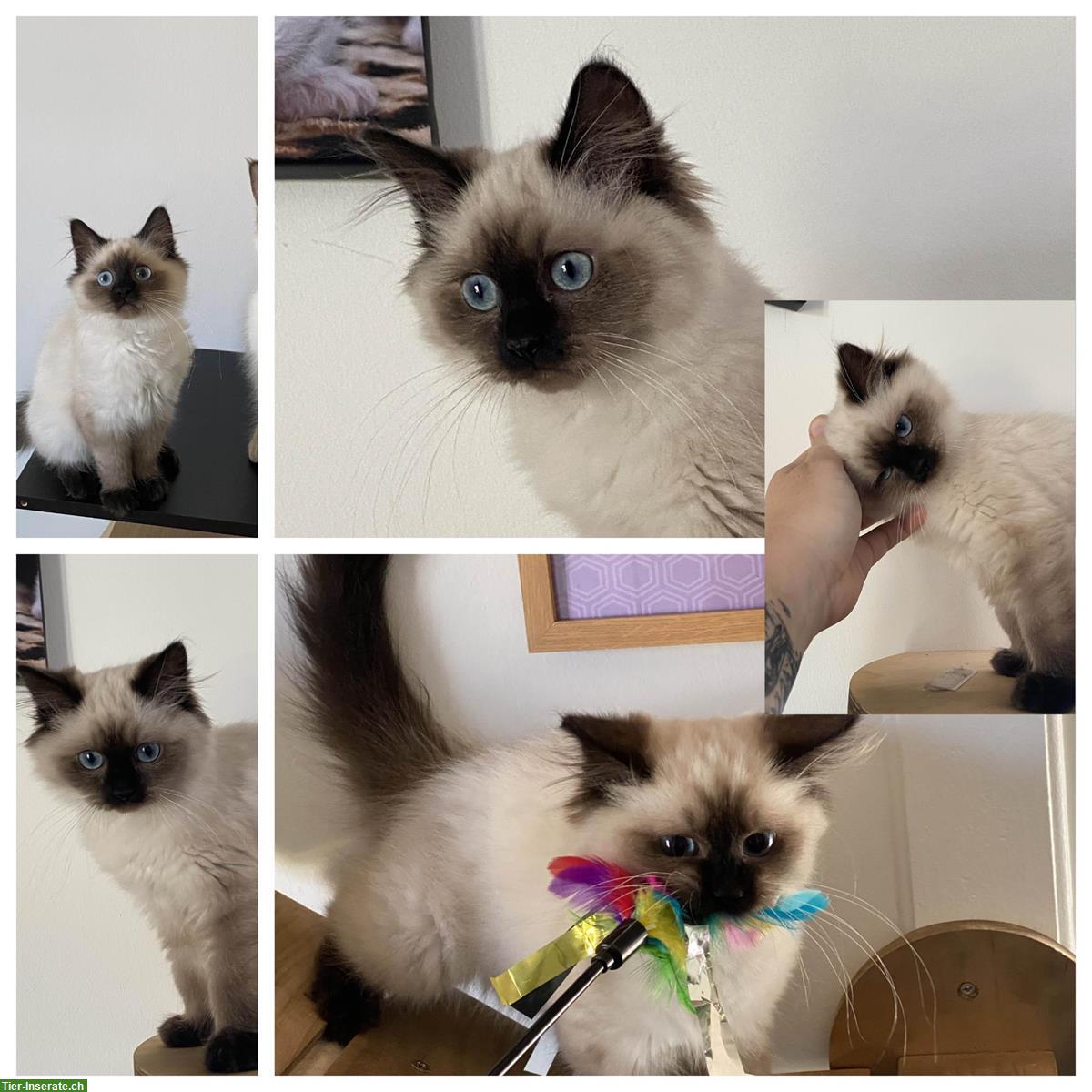 Bild 4: Ragdoll Kitten Seal Point mit Stammbaum